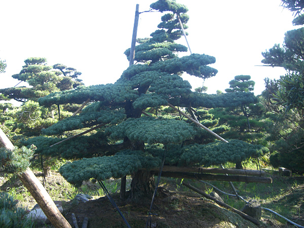 五葉松・八房五葉松（ゴヨウマツ） | 稲沢市の愛知農園