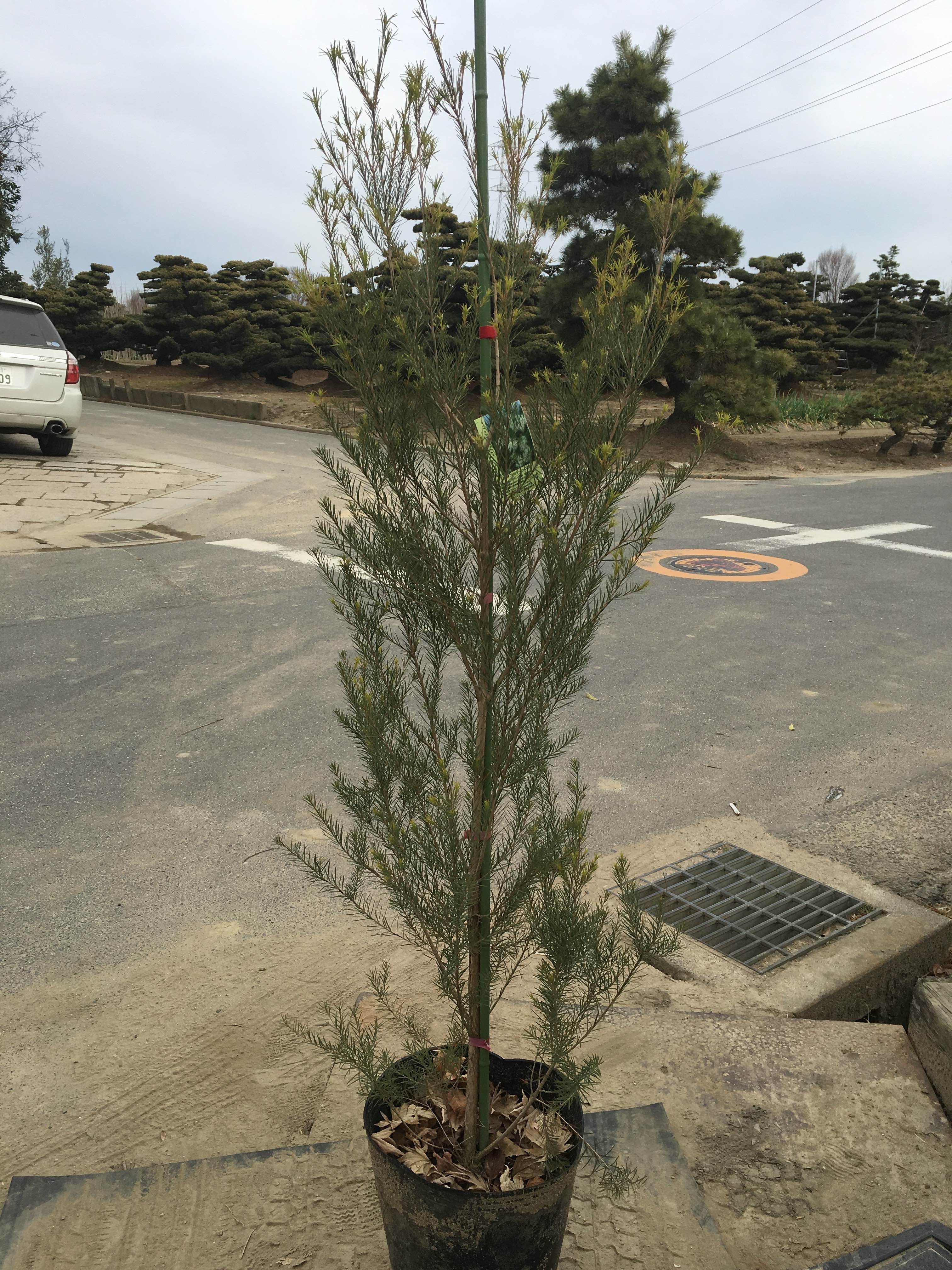 メディカルティーツリー1 植栽 造園なら東海地区最大の植木 庭木販売農場 愛知農園