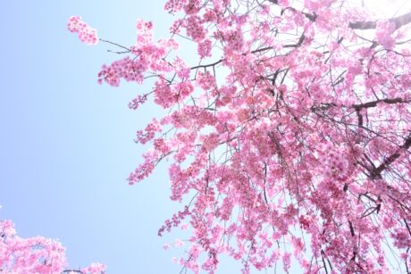 桜 サクラ 類 稲沢市の愛知農園